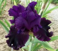 Kosatec 'Dracan' - Vysoké bradaté kosatce (Iris)