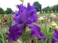 Kosatec 'Hookem Horns' - Vysoké bradaté kosatce (Iris)