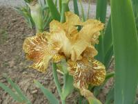 Kosatec 'Tiger Honey' - Vysoké bradaté kosatce (Iris)