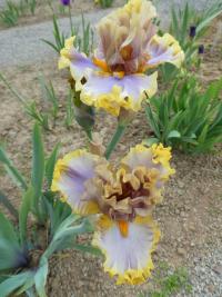 Kosatec 'Western Edge' - Vysoké bradaté kosatce (Iris)