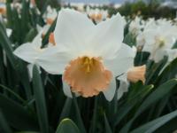 Narcis 'Accent' - Velkokorunné narcisy (Narcissus)