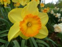 Narcis 'Delibes' - Velkokorunné narcisy (Narcissus)