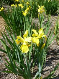 Kosatec 'Citronka' - Kosatce spurie (Iris)