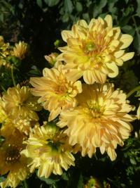 Jiřinka 'Žuvinto Lugne' - Rozmanité jiřinky (Dahlia)