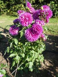 Jiřinka 'Orija' - Dekorační jiřinky (Dahlia)