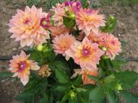 Jiřinka 'Dora' - Parkové jiřinky (Dahlia)