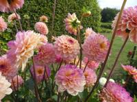 Jiřinka 'Wine Eyed Jill' - Dekorační jiřinky (Dahlia)