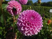 Jiřinka 'Jowey Frambo' - Dekorační jiřinky (Dahlia)