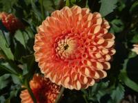 Jiřinka 'Jowey Linda' - Kulovité jiřinky (Dahlia)