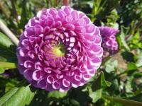 Jiřinka 'Caitlin's Joy' - Kulovité jiřinky (Dahlia)