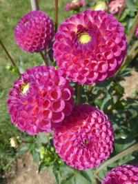 Jiřinka 'Burlesca' - Kulovité jiřinky (Dahlia)