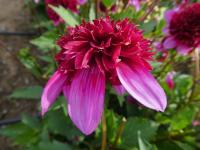 Jiřinka 'Poodle Skirt' - Anemonkovité jiřinky (Dahlia)