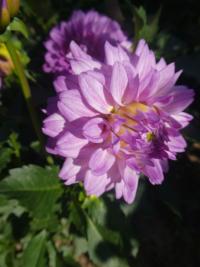 Jiřinka 'R Varnaité' - Rozmanité jiřinky (Dahlia)