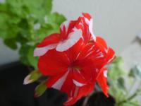 Pelargónie páskatá 'New Life' - květ (Pelargonium zonale)