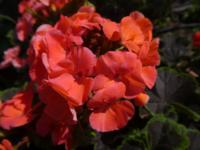 Pelargónie páskatá 'Black Velvet Coral F1' - květ (Pelargonium zonale)