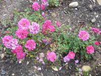 Růže - skupina miniaturní (Rosa)