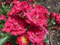 Růže - skupina miniaturní, květ (Rosa)