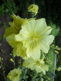 Topolovka růžová (Alcea rosea)