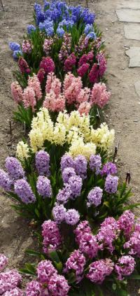 Hyacint východní (Hyacinthus orientalis)