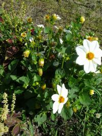 Jiřinka zahradní (Dahlia pinnata)