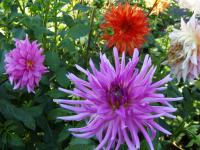 Jiřinka (Dahlia)