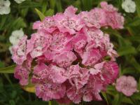 Hvozdík bradatý (Dianthus barbatus)