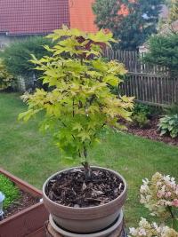 Javor dlanitolistý (Acer palmatum)