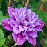 Plamének (Clematis)