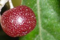 Elaeagnus umbellata   hlošina okolíkatá plody, plodstvo