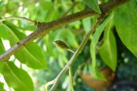 Hlošina okoličnatá