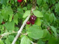 Dřín jarní (Cornus mas)