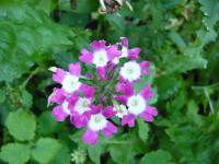 Sporýš zvrhlý (Verbena x hybrida)