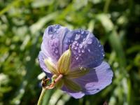 Kakost luční (Geranium pratense)