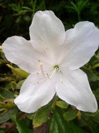Pěnišník, azalka (Rhododendron)