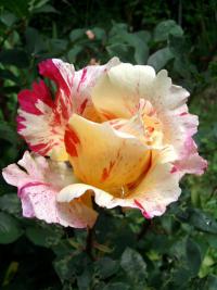 Růže - velkokvětá (Rosa)