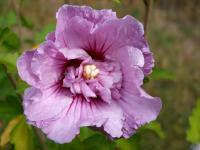 Straucheibisch (Hibiscus syriacus)