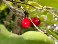 Kornelkirsche (Cornus mas)