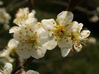 Slivoň bluma (Prunus domestica subsp italica)