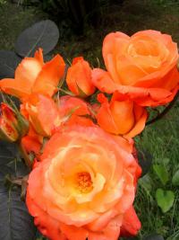 Růže 'France Libre' - Velkokvěté růže (Rosa)