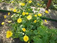 Kamzičník východní (Doronicum orientale)