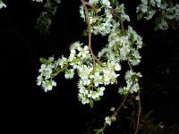 Švestka - noční snímek květů (Prunus domestica)