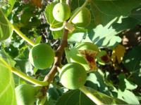 Ficus carica