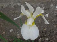 Kosatec (Iris)