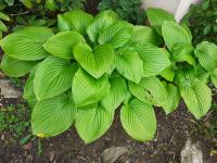 Bohyška (Hosta)