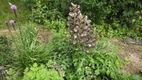 Paznehtník měkký (Acanthus mollis)