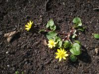 Orsej jarní (Ficaria verna)