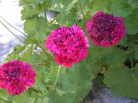 Pelargonie plnokvětá (Pelargonium zonale)