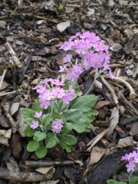 Prvosenka pomoučená (Primula farinosa)