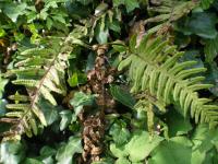 Osladič obecný (Polypodium vulgare)