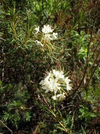 Rojovník bahenní (Rhododendron tomentosum)